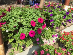 Chậu hoa dạ yến thảo treo