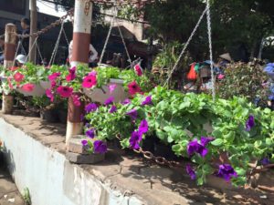 Dạ yến thảo đẹp mắt