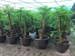 Cây hạnh phúc trồng chậu hoặc xuống đất