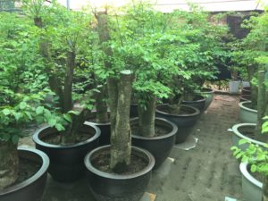 Cây hạnh phúc dáng thẳng