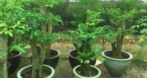 Cây hạnh phúc giá rẻ tại Hà Nội