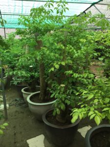 Cây hạnh phúc có tán lá đẹp