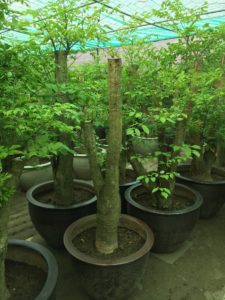 cây hạnh phúc có thân gỗ