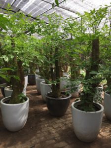 Cây hạnh phúc trồng chậu trắng
