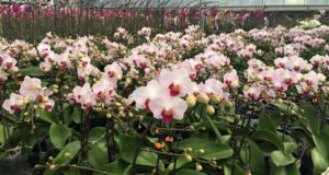 Cây lan hồ tiệp ở Hà Nội
