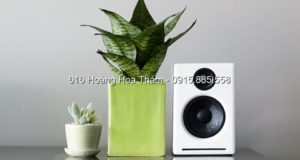 Cây lưỡi hổ trong nhà