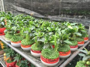 Cây tài lộc - Đem lại đại may mắn để bàn cực xinh