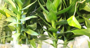 Cây phát tài có lá đẹp