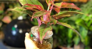 Cây phú quý thuỷ sinh chậu nhỏ