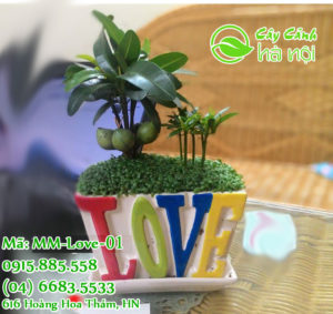 Cây tài lộc - Đem lại đại may mắn để bàn cực xinh 3