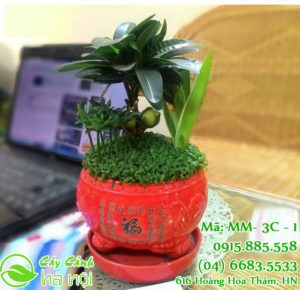 Cây tài lộc - Đem lại đại may mắn để bàn cực xinh 5