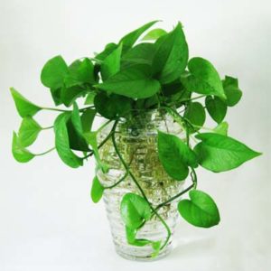 Trầu bà thân leo thả rủ hút chất độc