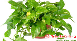 Chậu cây trầu bà giá rẻ