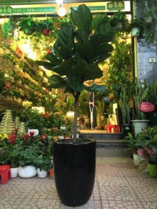 Cây bàng Singapore - Trang trí nội thất hiện đại mà phong thuỷ 2