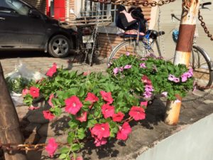 Chăm sóc cây dạ yến thảo bền hoa