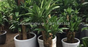 Tư vấn mua cây thiết mộc lan ảnh 3