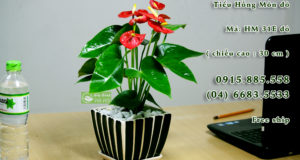 Cây hồng môn hoa đỏ