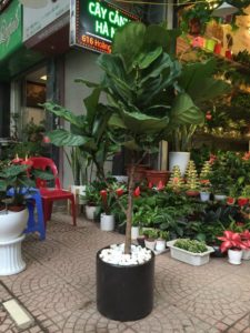 Cây bàng Singapore - Trang trí nội thất hiện đại mà phong thuỷ 3