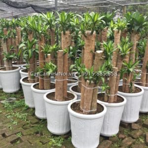 Tư vấn mua cây thiết mộc lan