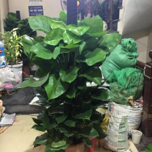 Mua cây vạn niên thanh leo cột
