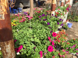 Dạ yến thảo đứng và rủ