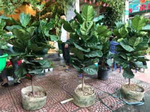 Cây bàng Singapore - Trang trí nội thất hiện đại mà phong thuỷ 7