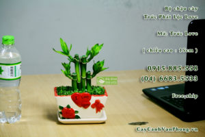 Cây phát lộc - Tài lộc vinh hoa, muôn đời vượng phát 4