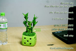 Cây phát lộc - Tài lộc vinh hoa, muôn đời vượng phát 3