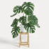Cây ráy Mỹ lá xẻ Monstera: Loài cây đẹp kỳ lạ