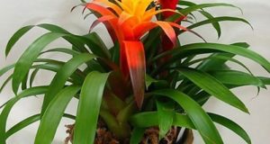 Kỹ thuật trồng, chăm sóc cây dứa cảnh